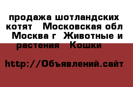 продажа шотландских котят - Московская обл., Москва г. Животные и растения » Кошки   